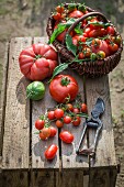 Assorted tomatoes in a wicker basket on wooden crate