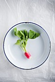 A French breakfast radish on an enamel plate