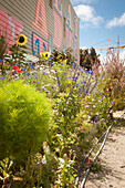 Colourful bed of wildflowers against façade covered in graffiti