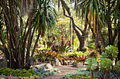 Path leading through bromeliads and palm trees in exotic garden