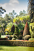 Topiary box garden in front of forest of palm trees