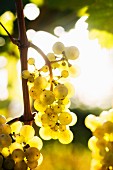 Riesling wine grapes in sunlight in Deidesheim (in the Palatinate region of Germany)