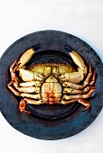 A crab (upside down) on a tin plate (seen from above)