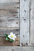 Blüte einer Christrose auf verwitterten Holzbrettern