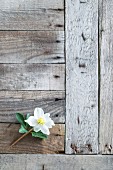 Hellebore flower on weathered wooden surface