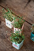 Homegrown sprouts on a wooden table