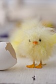 Fluffy Easter chick made from yellow feathers next to egg shell
