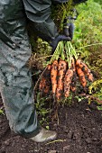 Karottenernte: Landwirt mit frisch ausgegrabenen Karotten auf dem Feld