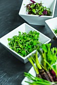 Dishes with micro-herbs and micro-vegetables