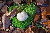 Heart-shaped mushroom growing in moss amongst autumn leaf litter