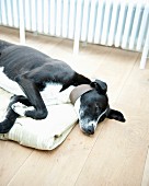 Schwarzer Hund liegt mit einer Decke auf dem Holzboden