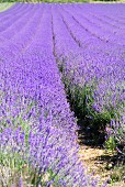 Avenues of grass separate the rows of lavender which stretch as far as the eye can see