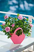 Potted rose in pink heart-shaped planter