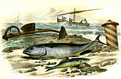 Tuna and mackerel,19th century
