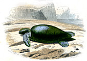 Green sea turtle,19th century