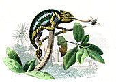Veiled chameleon,19th century