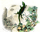 Ocellated lizard,19th century
