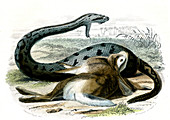 Banded rattlesnake,19th century
