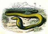 Monocled cobra,19th century