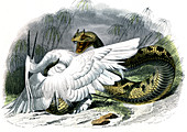 Horned desert viper,19th century
