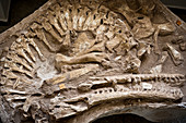 Dyrosaurus maghribensis fossil