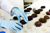 Sea urchin toxicology research