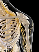 Nervous system of shoulder