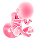 Human fetus age 38 weeks
