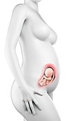 Pregnant woman,week 28