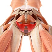 Pelvic muscles