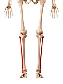 Leg bones