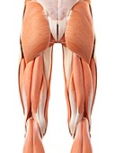 Leg and buttock muscles