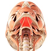 Human facial muscles