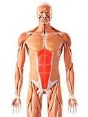 Human abdominal muscles