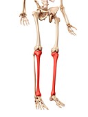 Leg bones