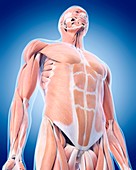 Human upper body muscles
