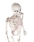 Human skeleton