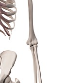 Human elbow