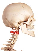 Human axis bone