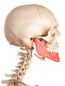 Human jaw bone