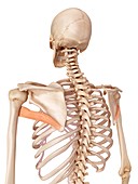 Human back muscle