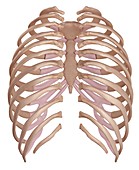 Human ribcage