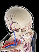 Vascular system of Head