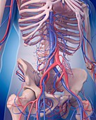 Vascular system of abdomen