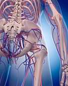 Vascular system of hip