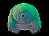 Water bear (Tardigrade)