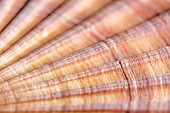 Red-ribbed scallop shell,macrophotograph