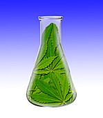 Flask with cannabis leaves,illustration