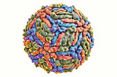 West Nile virus particle,illustration