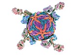Antibodies and Zika virus,illustration